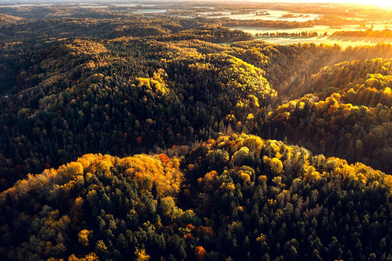 Rudens meža ainava no gaisa
